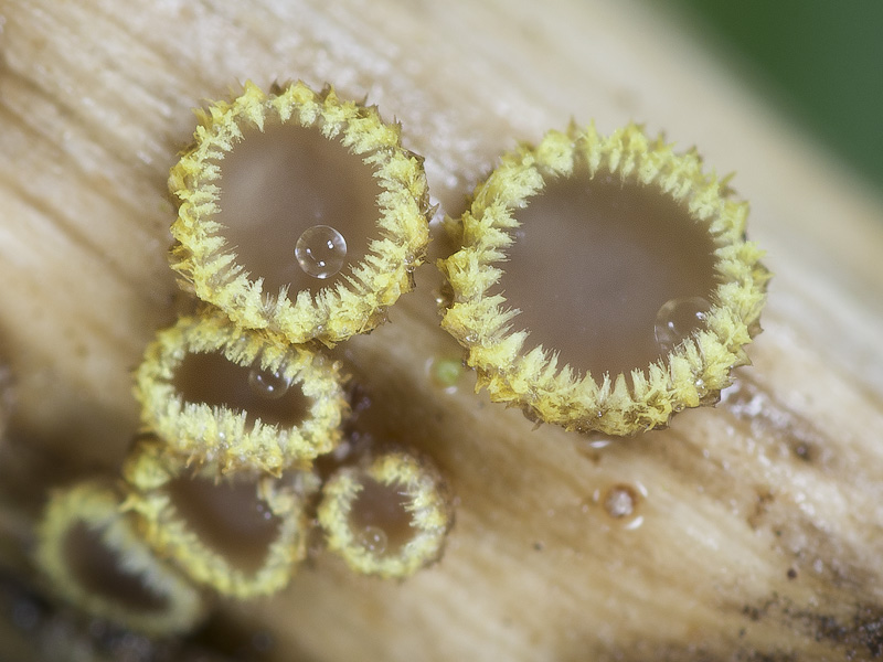 Trichopeziza sulphureopilosa